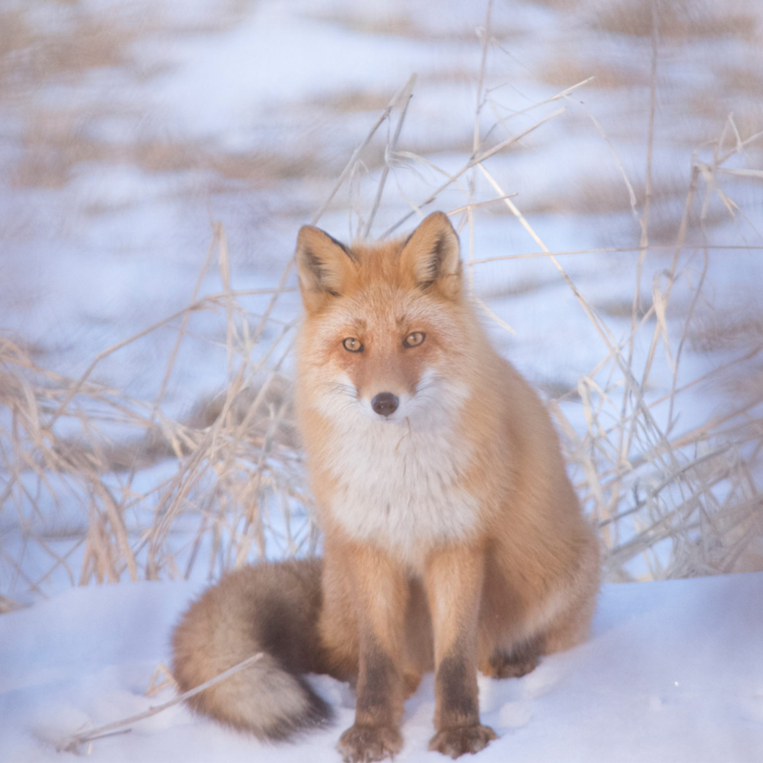 Animals of Eastern Hokkaido – Hokkaido Wildlife